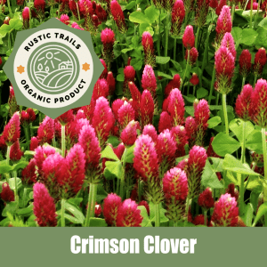 How to grow Crimson clover, Trifolium incarnatum from seeds